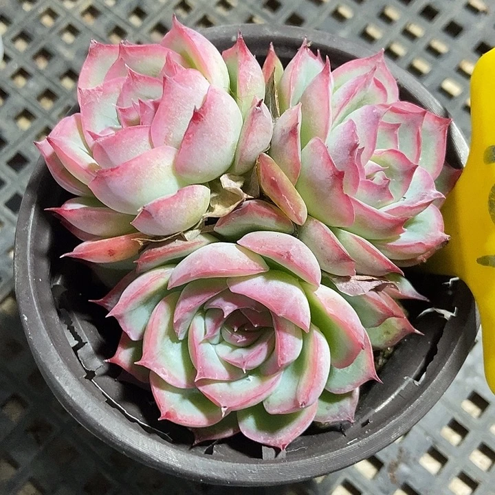 满***河多肉植物侧影961多肉