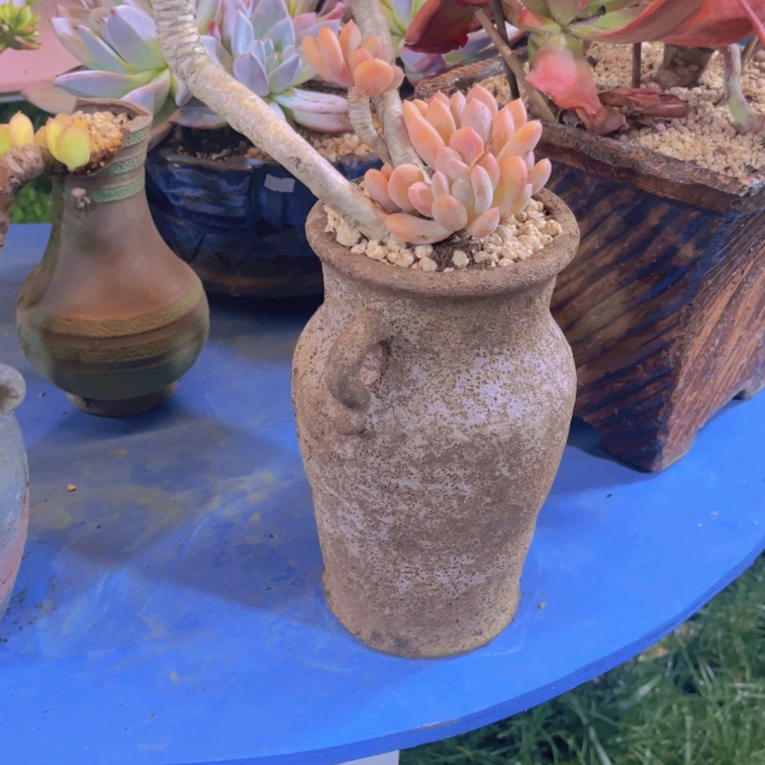 森***垚多肉植物保护研究所所长