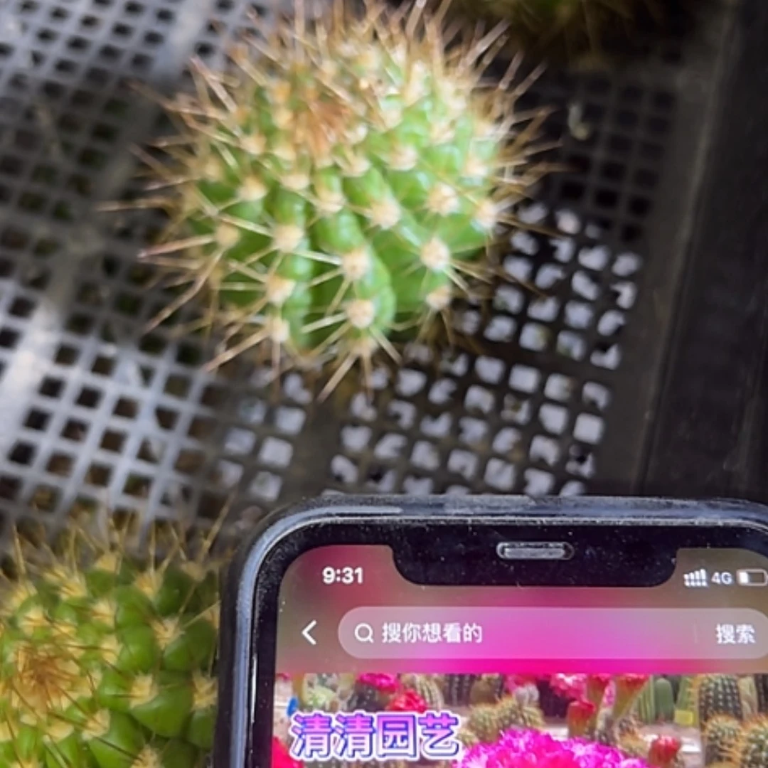 【闪购商品】清清3-285侧牙不算大