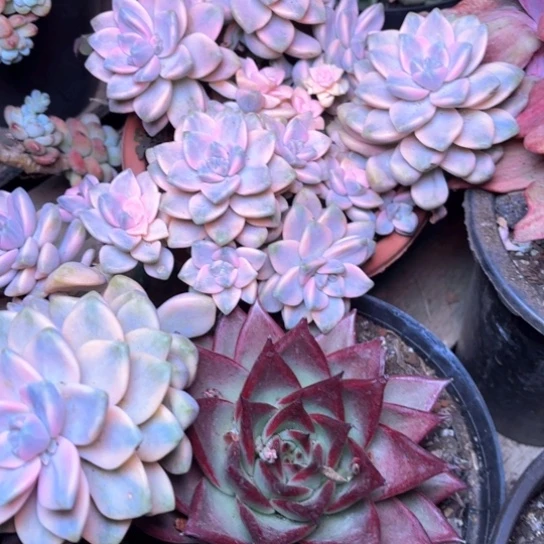 o**星多肉植物的植物