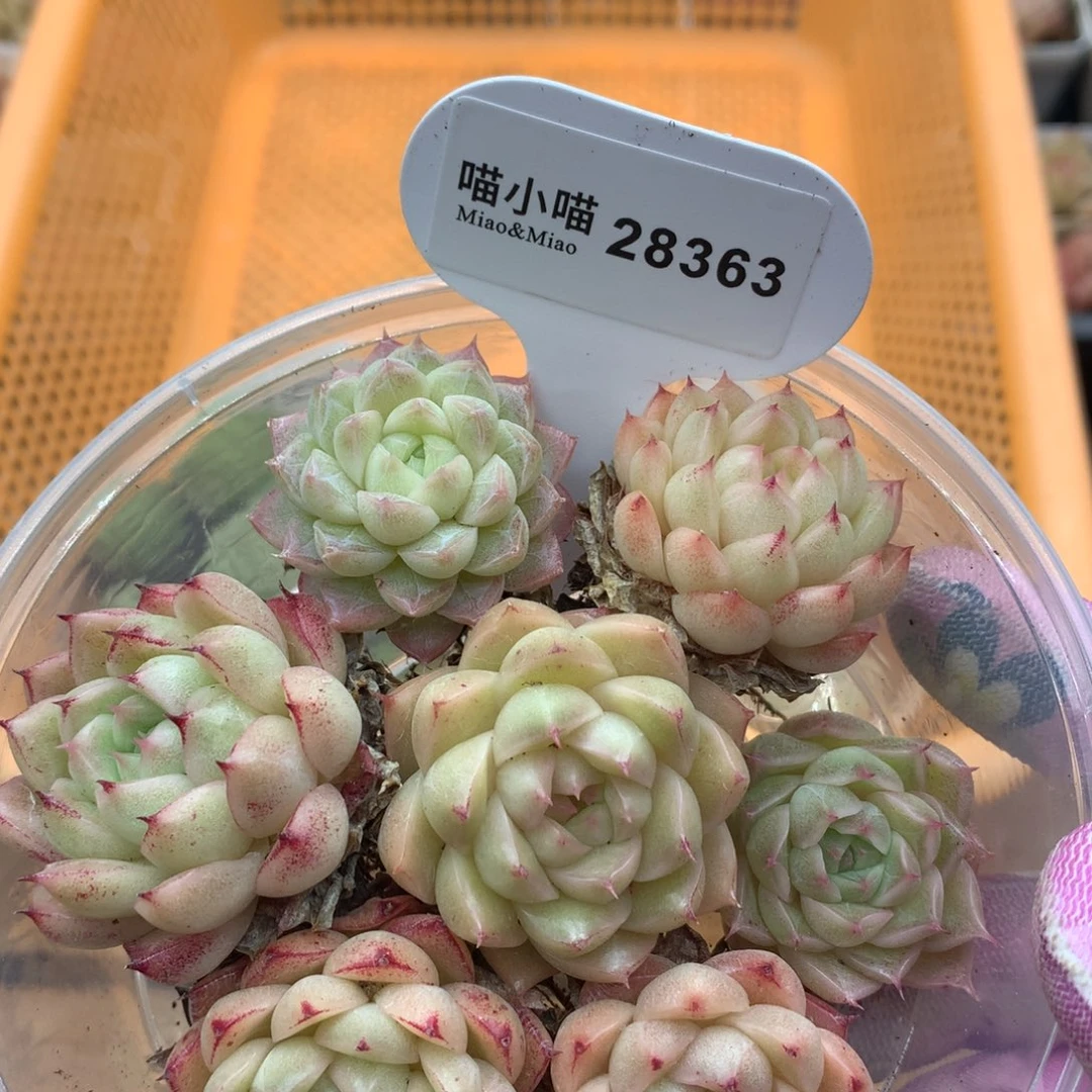 多肉植物麦秆珍妮