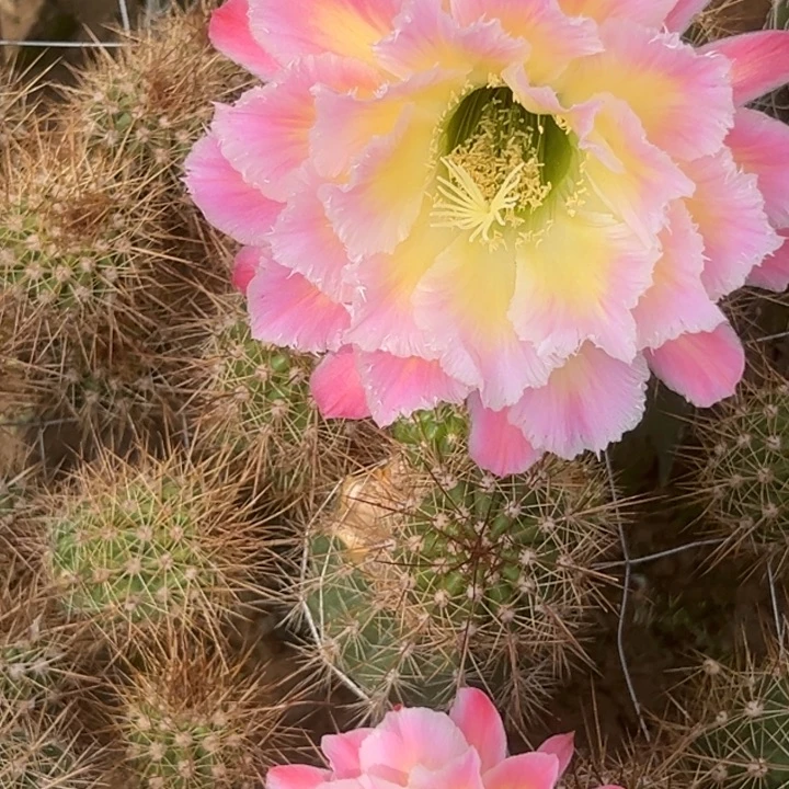 清清流香侧牙瑕疵黑点