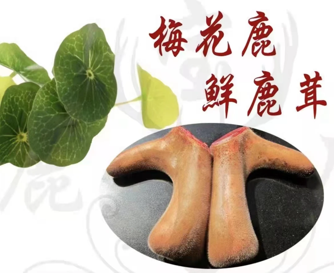 鹿乡原产地 鲜鹿茸直播自选