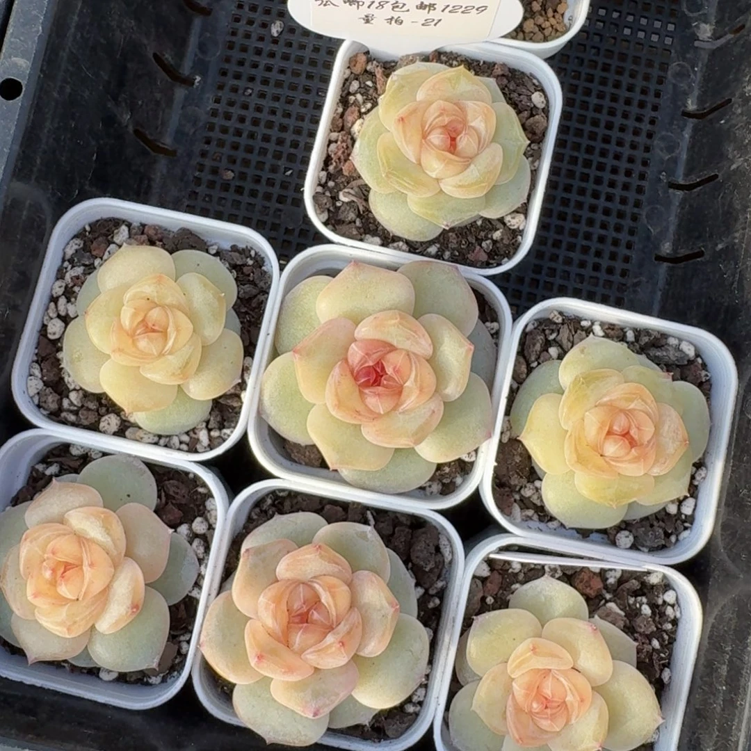 1229-021-6083一颗量拍