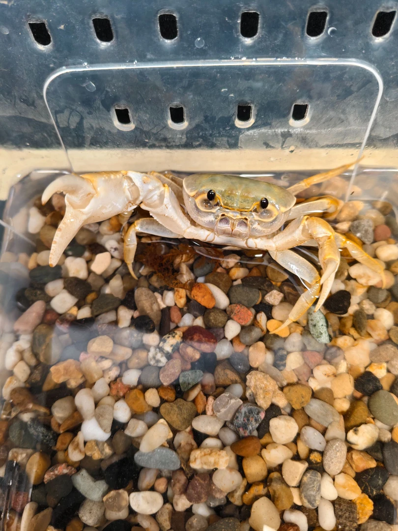 异色海南小府城淡水溪蟹活体宠物蟹螃蟹易饲养