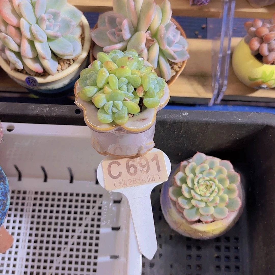 木***～C691冰玉一物一拍