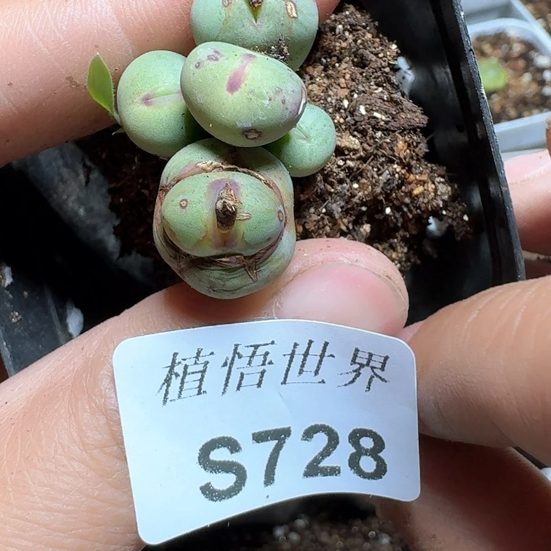 728号多肉植物哇cv