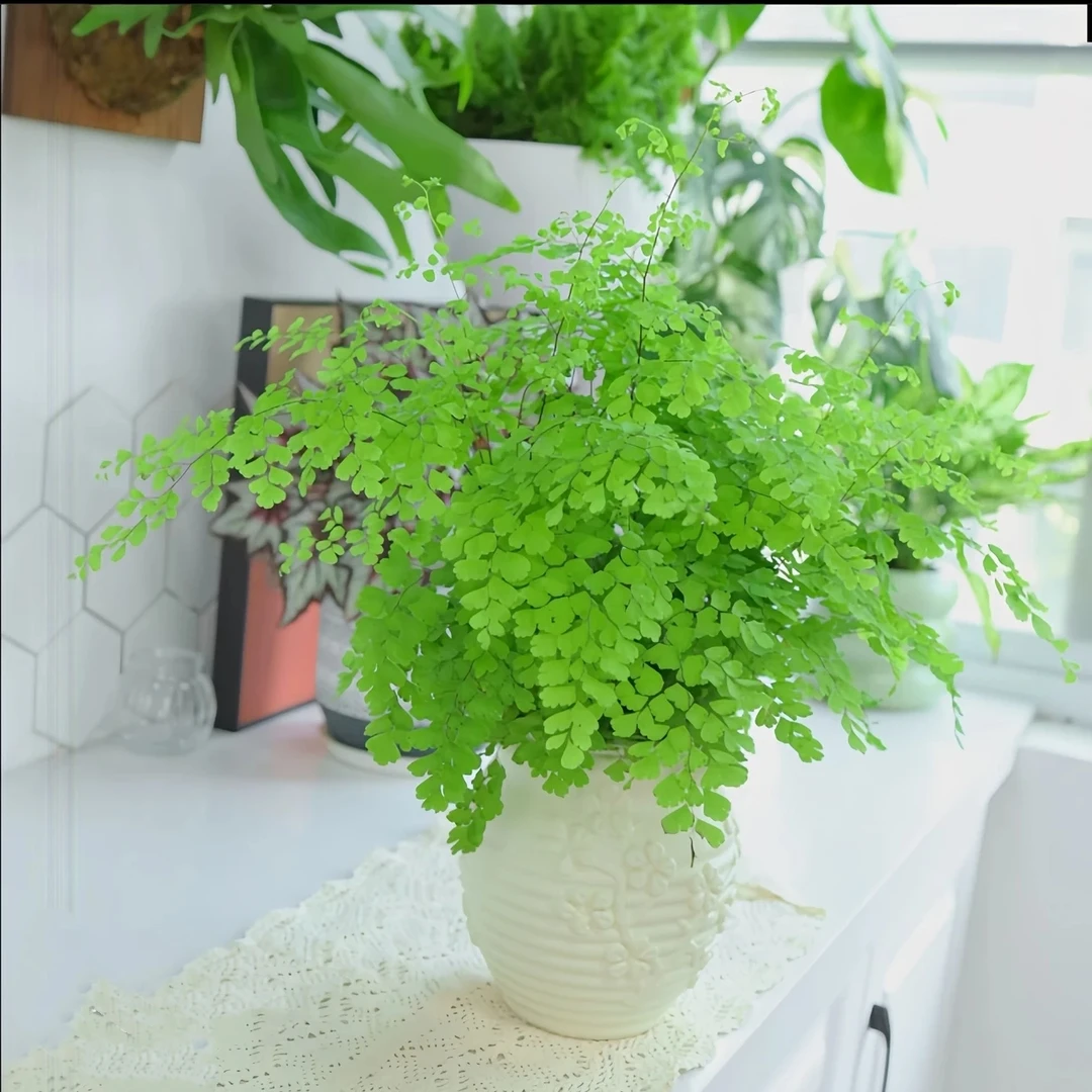 【铁线蕨】精致绿植盆栽室内净化空气办公室植物耐阴好养四季常绿