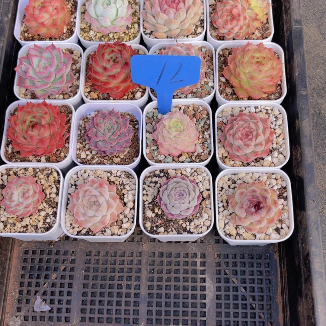 老****！12号多肉植物一物一拍