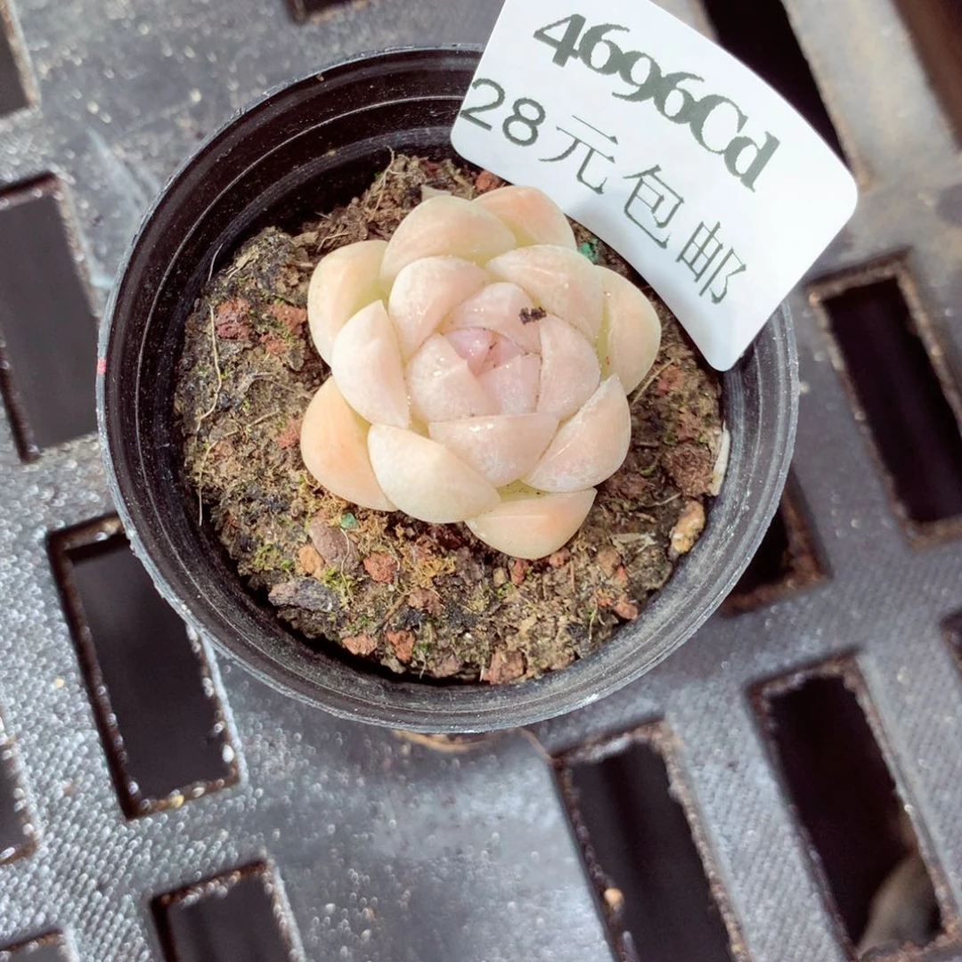 5厘米盆精控多肉4696