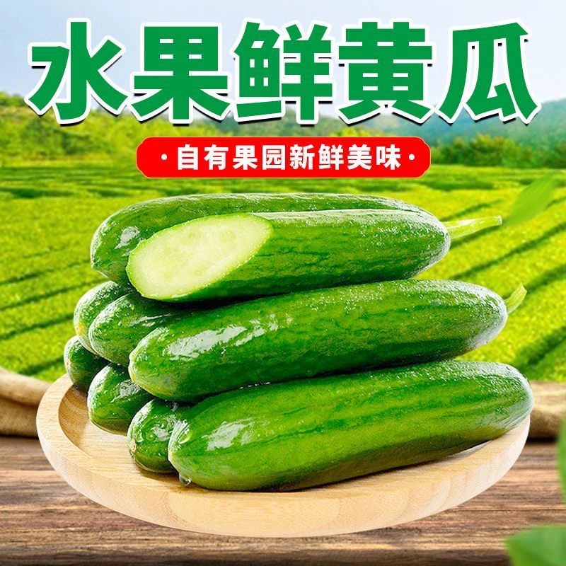 正宗寿光水果黄瓜无刺小黄瓜现摘现发应季水果孕妇生吃果蔬整箱装