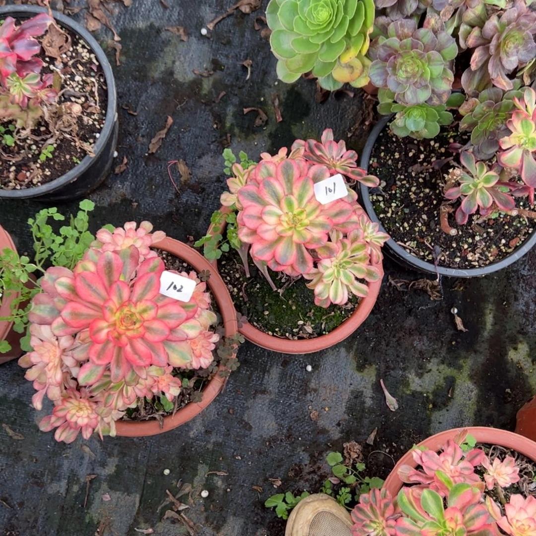 101102初恋母本多肉紫多肉