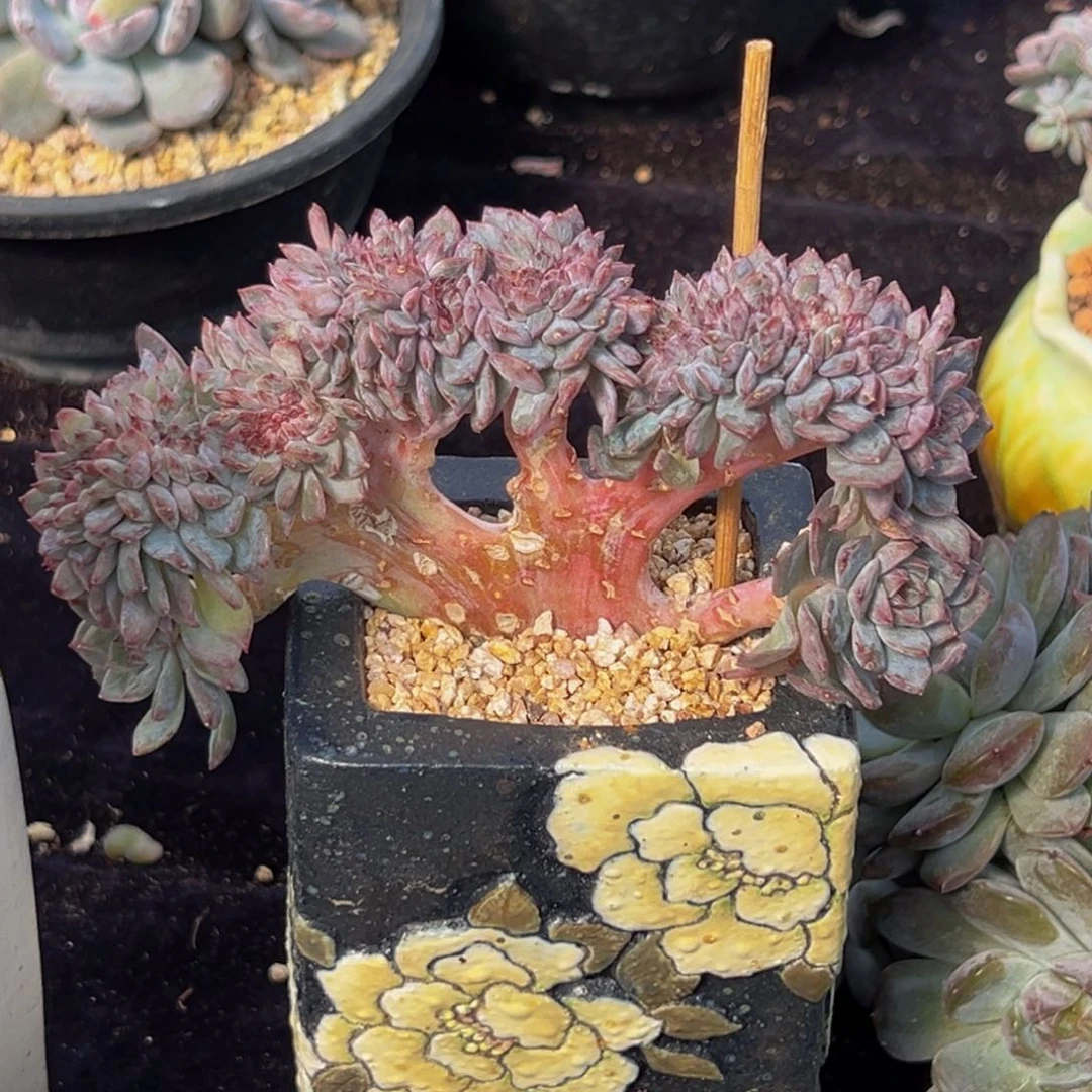 新年快乐 新年快乐