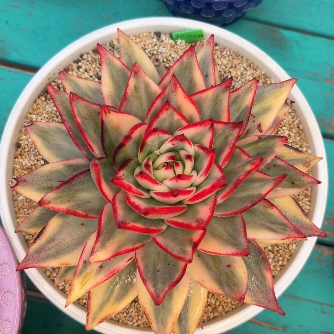 多肉一物一拍0215-1.1