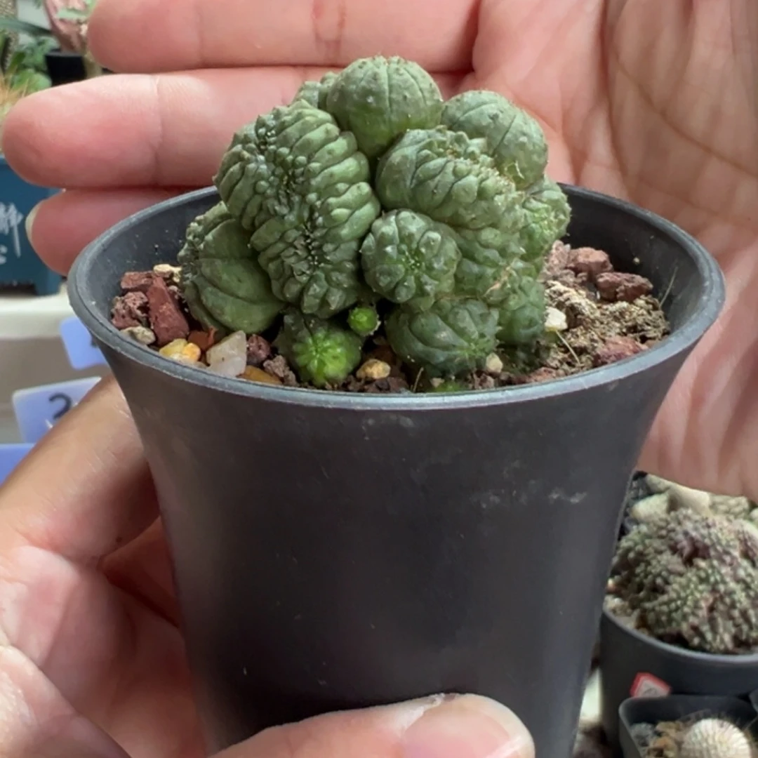 布纹球缀化群带盆1111111111111