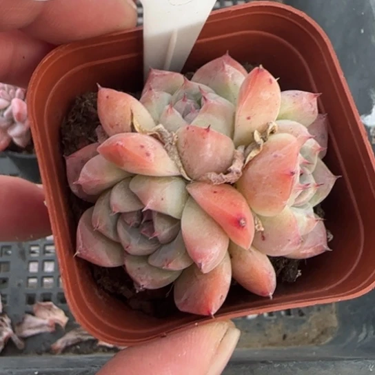 284安娜珍妮 一物一拍多肉