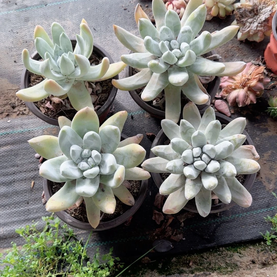 无花朵150拇指特价