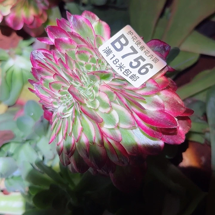 多肉 荔枝缀化多肉法师植物