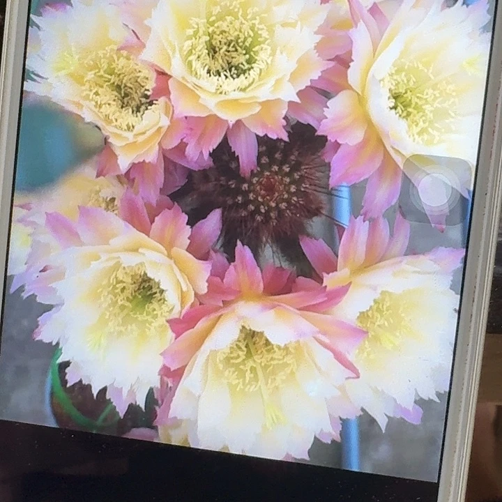 ts126 侧芽高7公分毛花柱仙人球