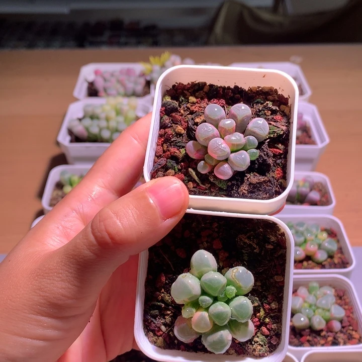 ****‍五十铃玉锦成株2棵