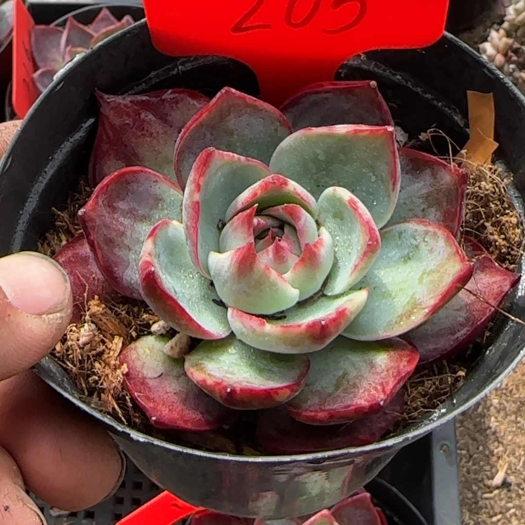 惊鸿一物一拍包装收缩花旱205