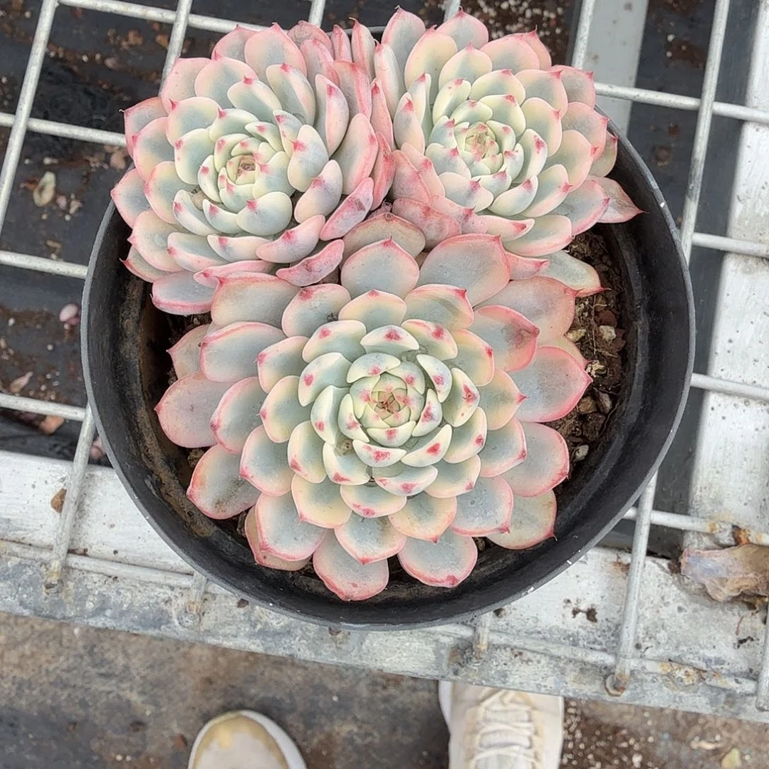 姬莲锦多肉植物精品