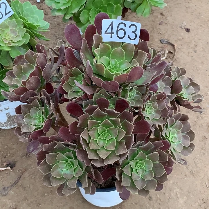 无花朵463梅花波蒂