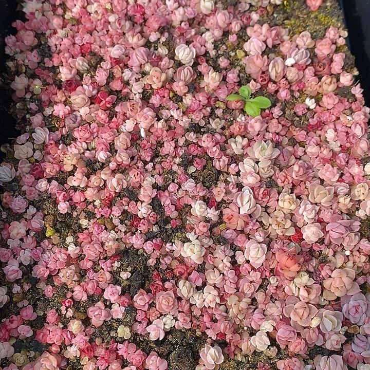 221 多肉植物盆栽花卉盆栽