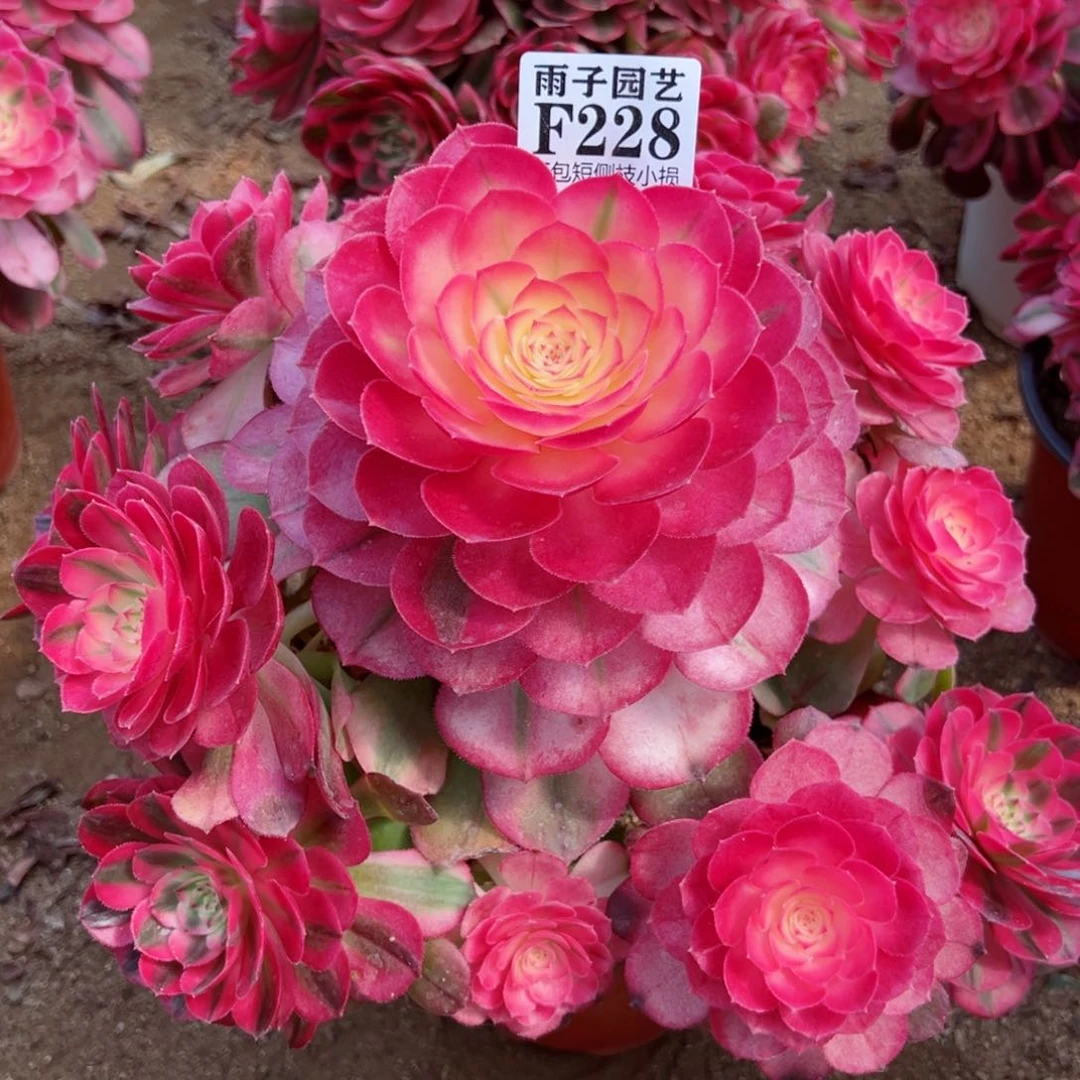 228荔枝尺寸28左右