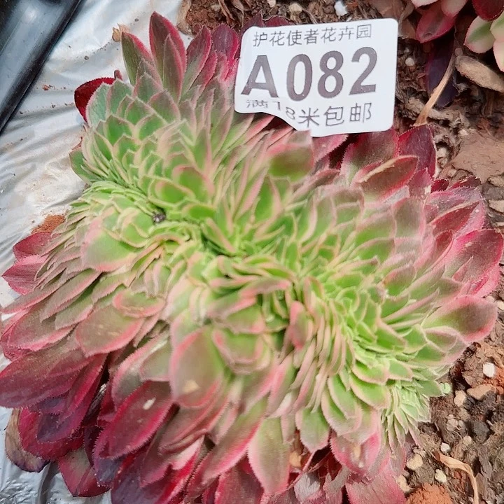 多肉法师海王缀化