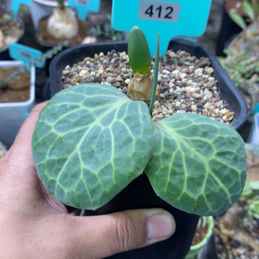 彩叶厚炖菊加蕾丝灯台百合