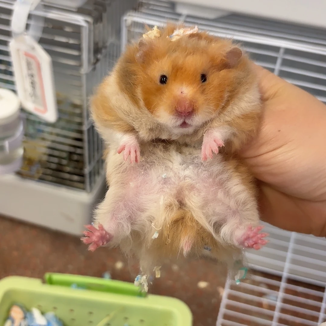 娃***7卷毛橘子妹妹114克