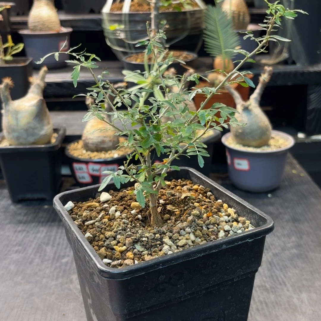 吃****君黧乳香带盆土 哈哈哈