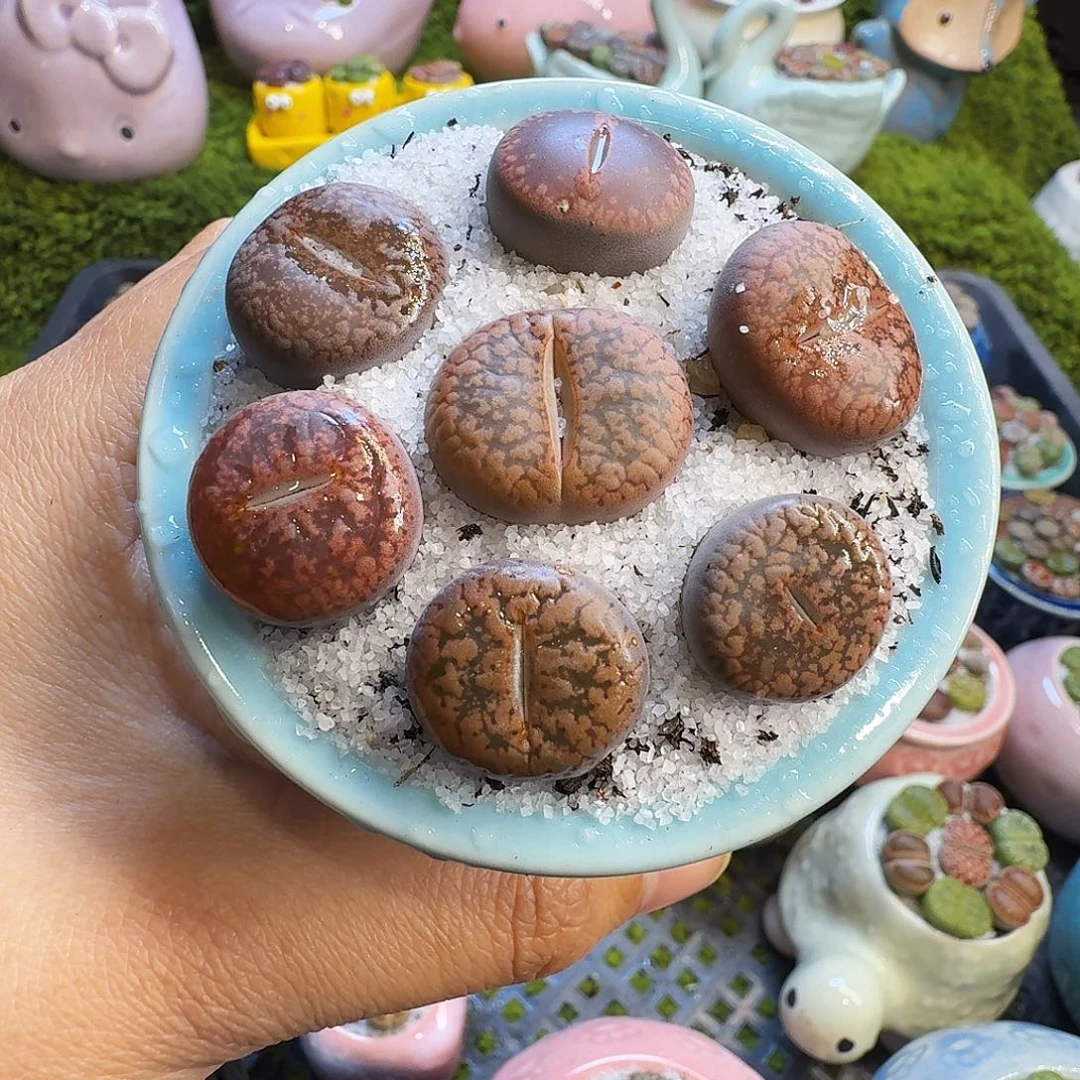 多肉植物开播福利冲579