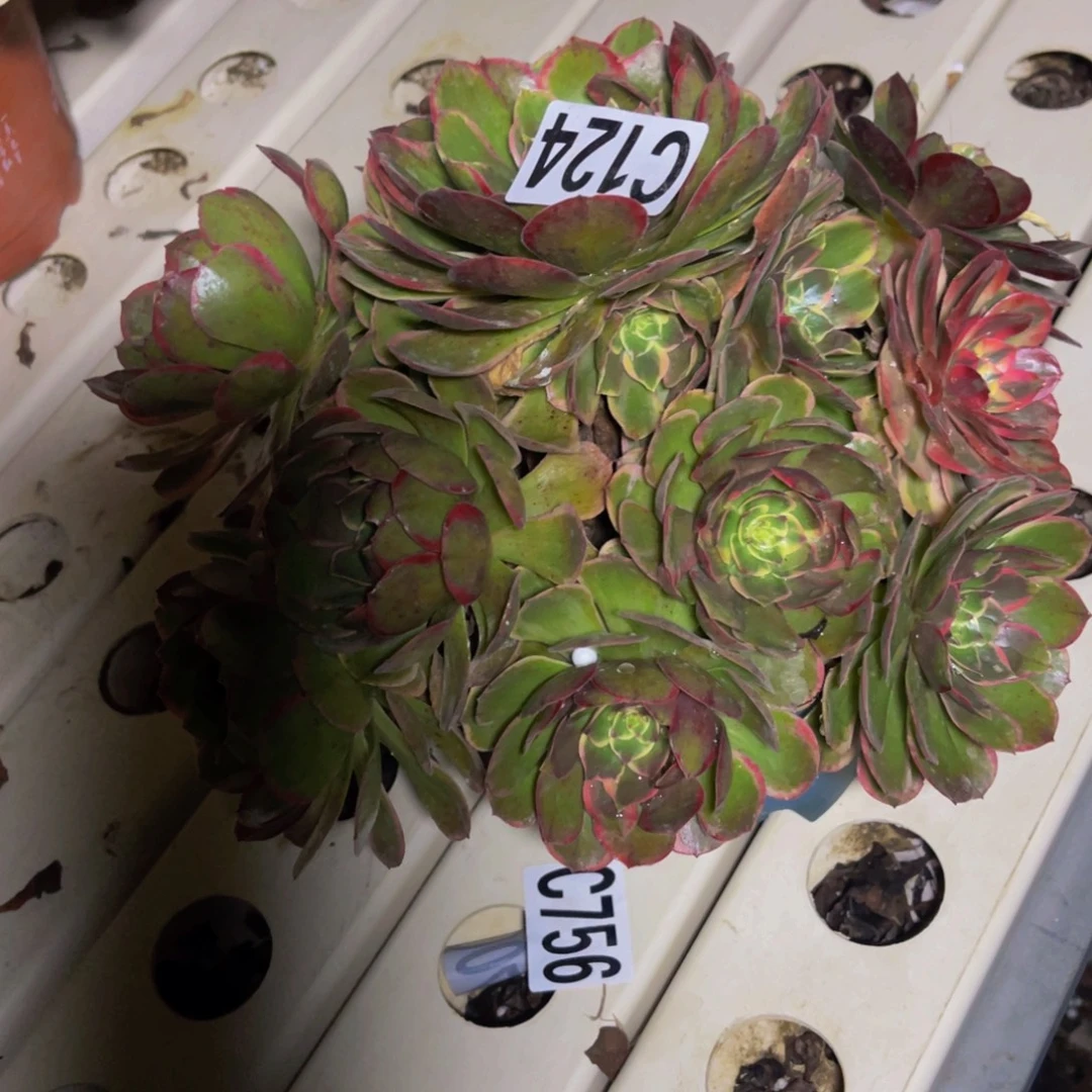 粉花妖7//////5包邮