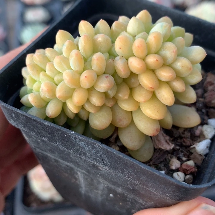 香格里拉缀一物一拍