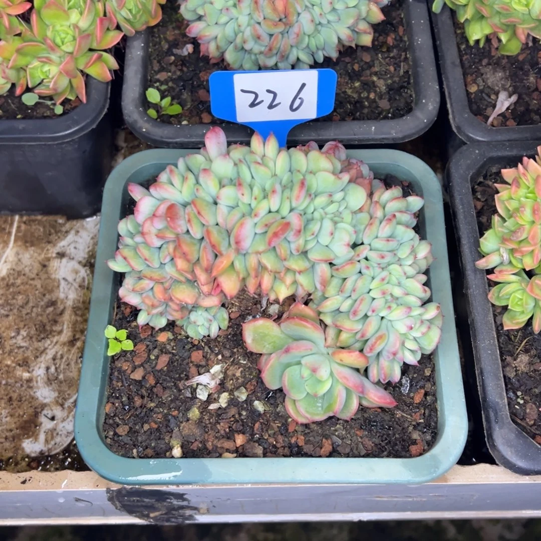 心***情226////////////////