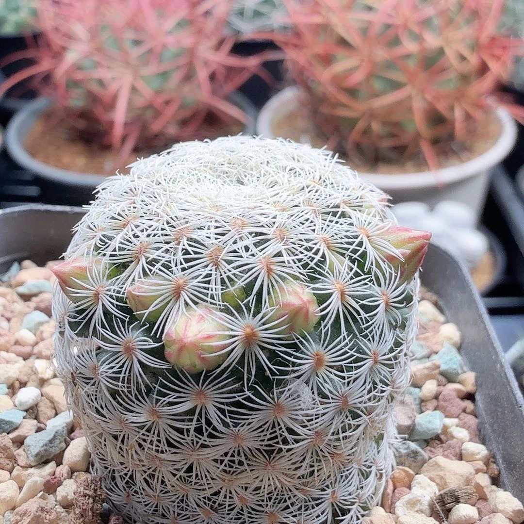 实生白子法师带盆发货