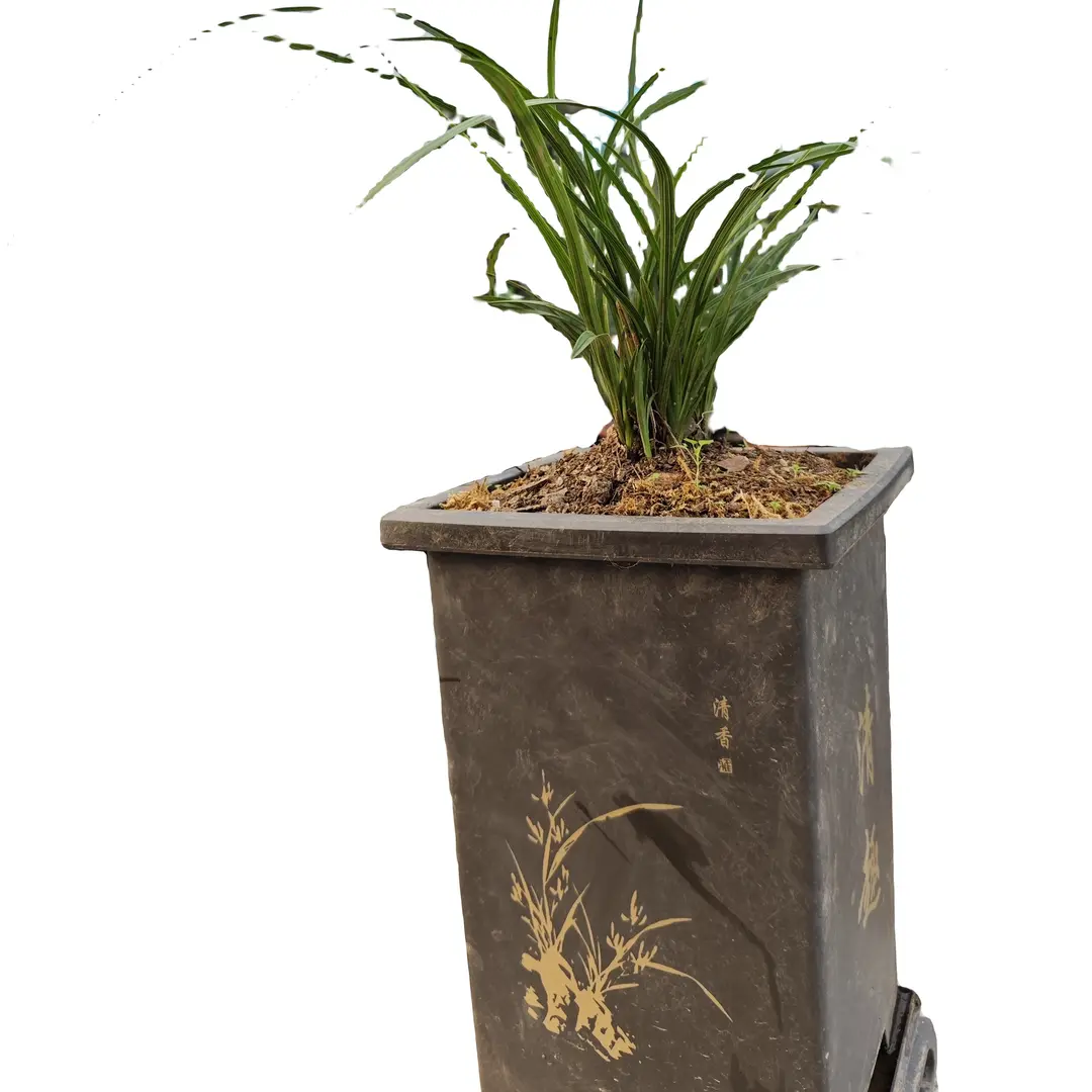 家庭自然环境养植一杆多花浓香蕙兰