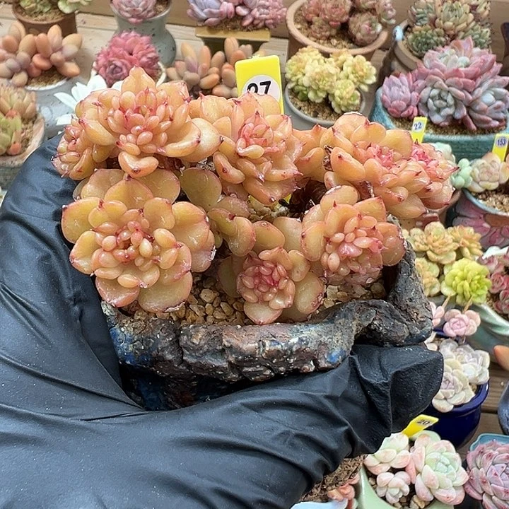 27蜡牡丹老桩自然群