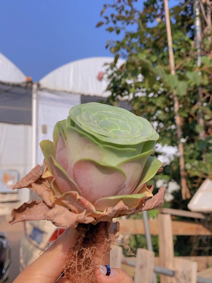 潘多拉多肉植物好养拍一发二