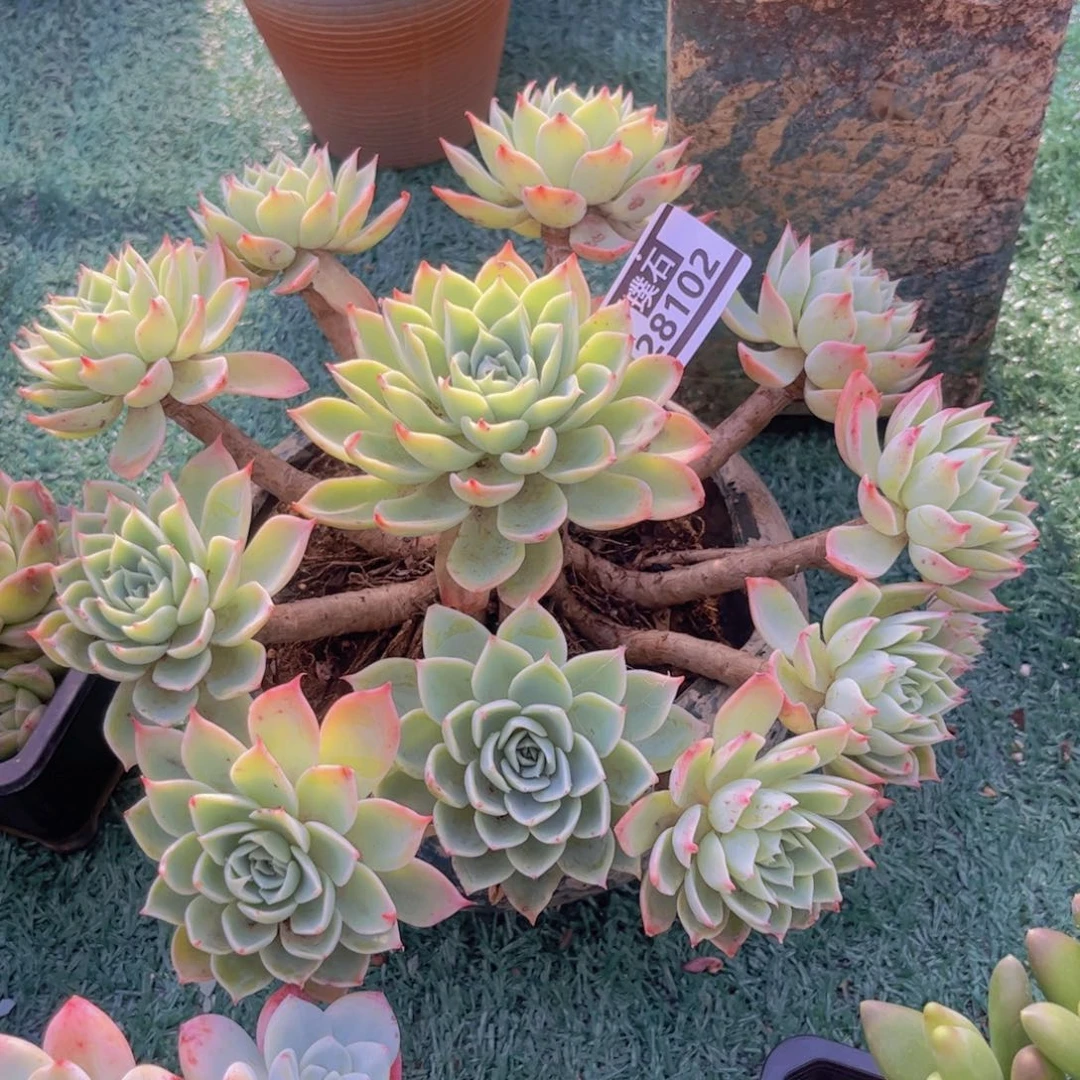 三色堇多肉植物28102