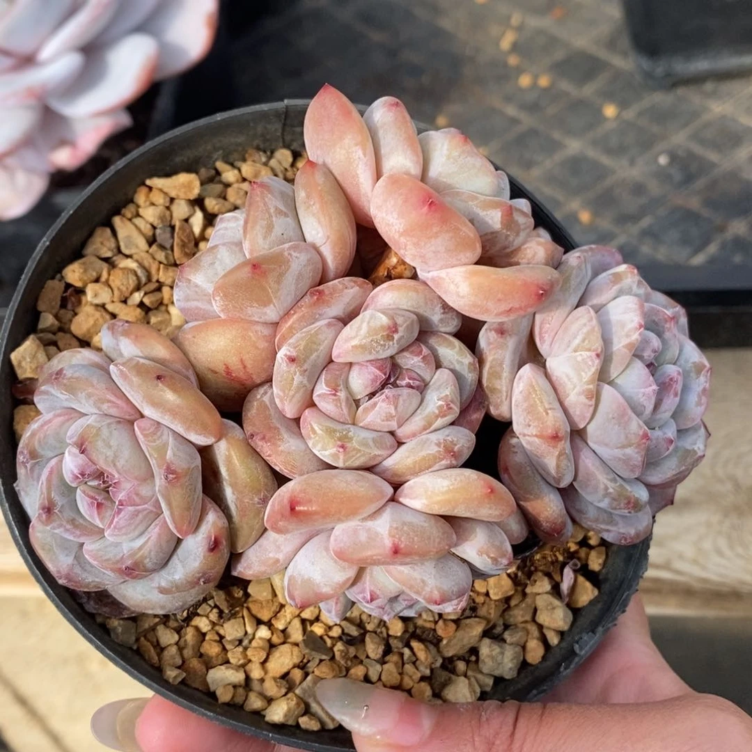 六头绿底紫心短肥圆大肥包子