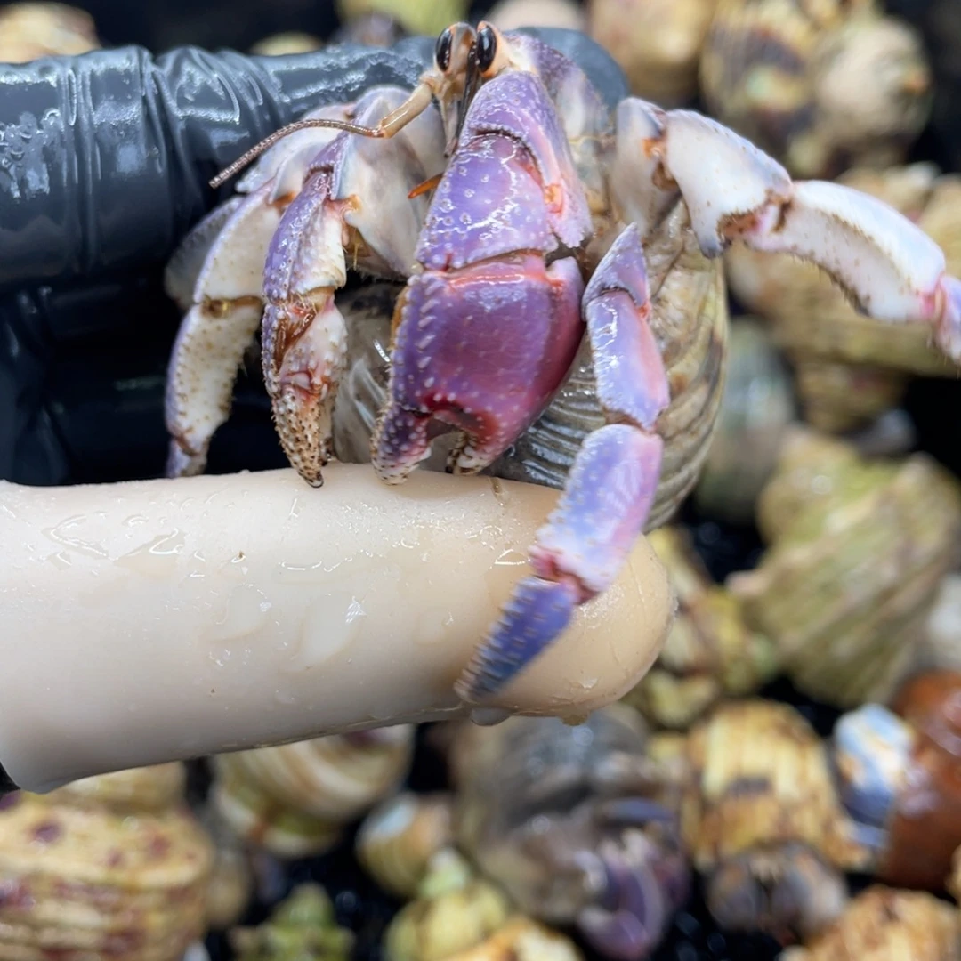 不退不换活体宠物19