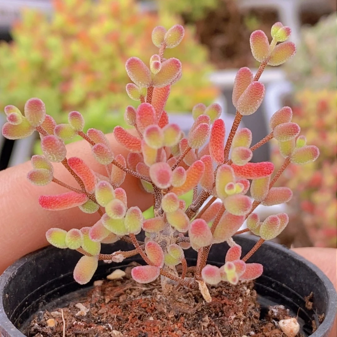 B30。 彩色糖球。