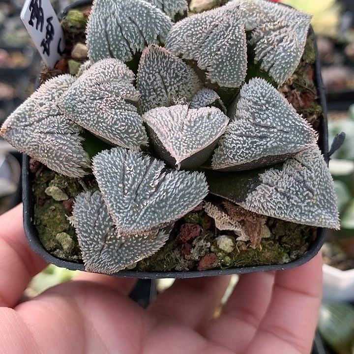 雪球磨面寿一物一拍