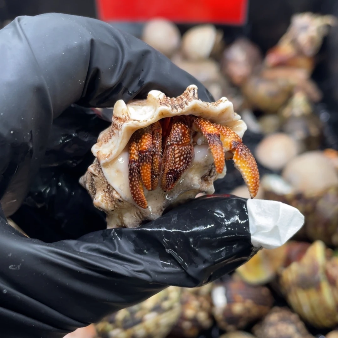 不退不换谢谢支持54