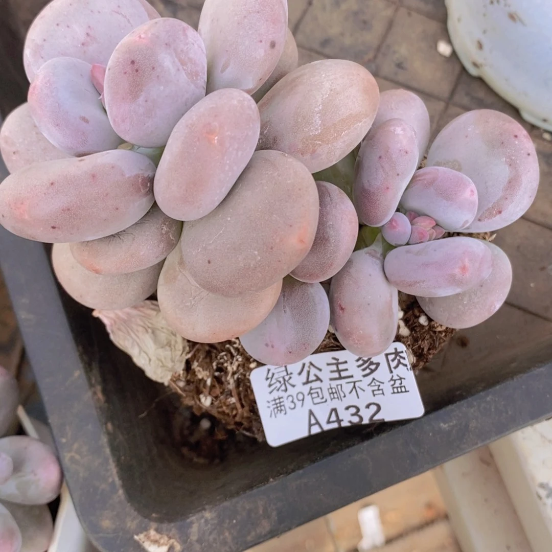 黄金大叶奶8cm432多肉植物