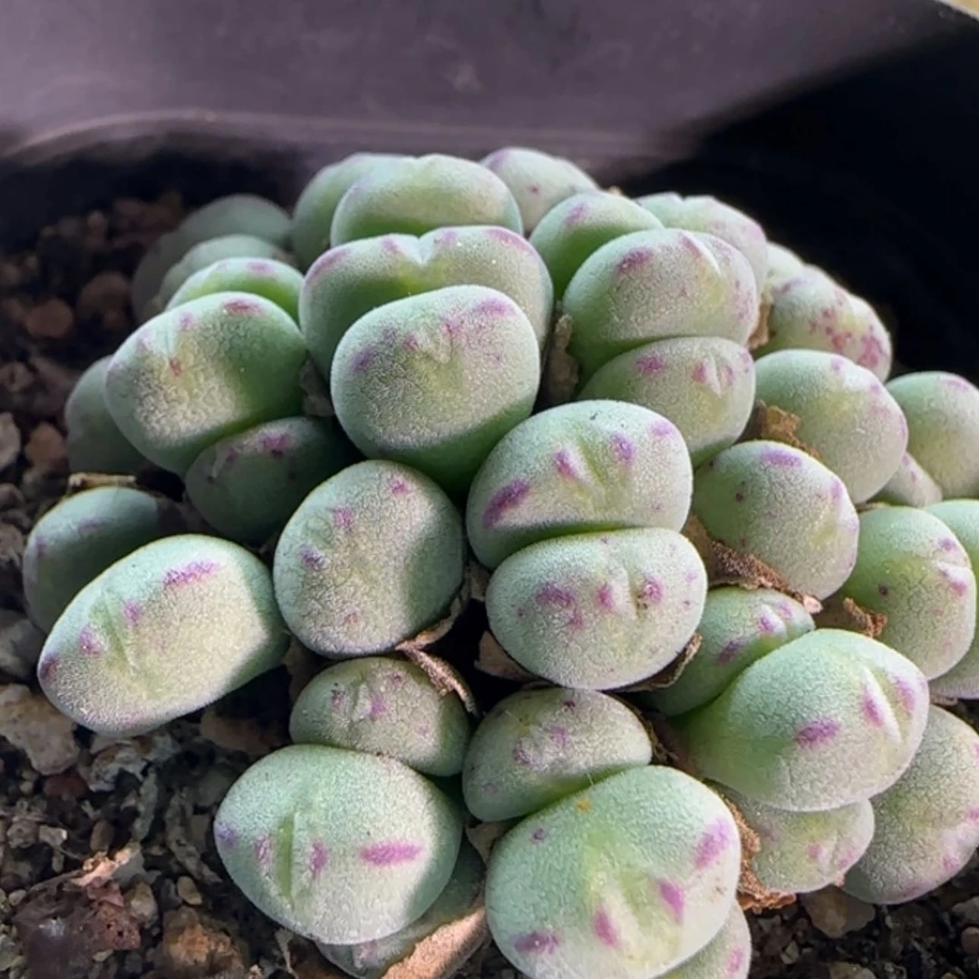 【闪购商品】@***柚19591