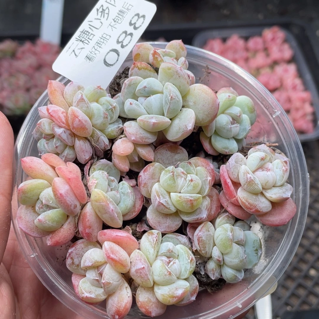 云糖心多肉植物88